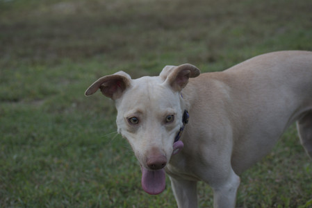 20250913_Dog Park__DSC0262_.jpg