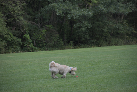 20250913_Dog Park__DSC0264_.jpg