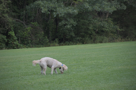 20250913_Dog Park__DSC0265_.jpg