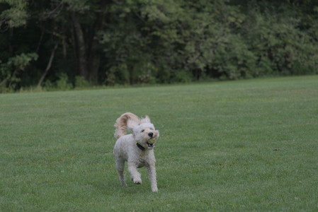 20250913_Dog Park__DSC0267_.jpg