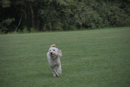 20250913_Dog Park__DSC0268_.jpg
