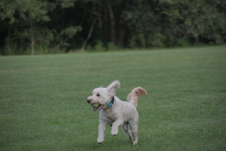 20250913_Dog Park__DSC0270_.jpg