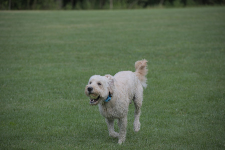 20250913_Dog Park__DSC0272_.jpg