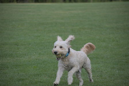 20250913_Dog Park__DSC0273_.jpg