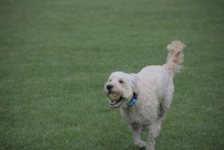 20250913_Dog Park__DSC0274_.jpg
