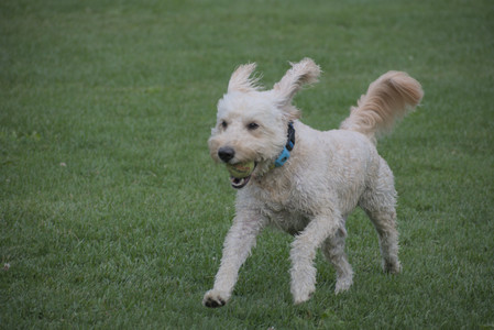 20250913_Dog Park__DSC0275_.jpg