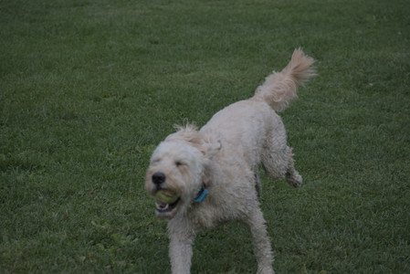 20250913_Dog Park__DSC0276_.jpg