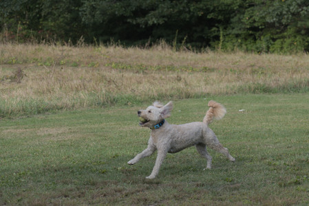20250913_Dog Park__DSC0285_.jpg