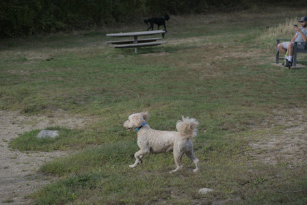 20250913_Dog Park__DSC0290_.jpg