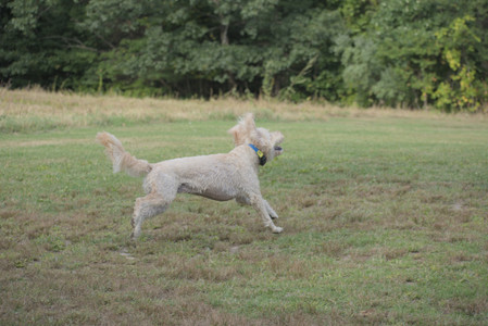 20250913_Dog Park__DSC0298_.jpg
