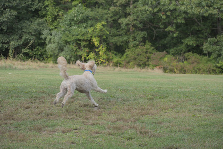 20250913_Dog Park__DSC0300_.jpg
