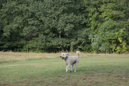20250913_Dog Park__DSC0307_.jpg