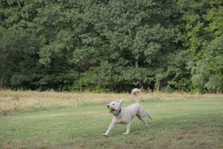 20250913_Dog Park__DSC0308_.jpg