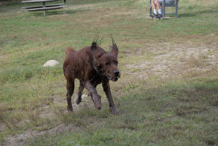 20250913_Dog Park__DSC0318_.jpg