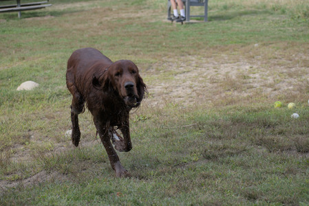 20250913_Dog Park__DSC0319_.jpg