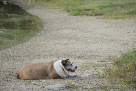 20250913_Dog Park__DSC0346_.jpg