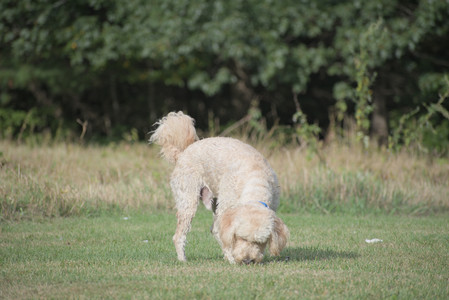 20250913_Dog Park__DSC0353_.jpg
