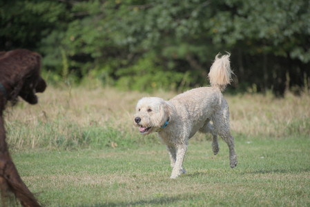 20250913_Dog Park__DSC0355_.jpg
