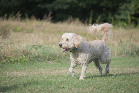 20250913_Dog Park__DSC0358_.jpg