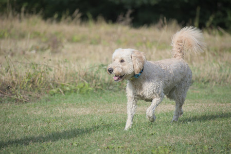 20250913_Dog Park__DSC0359_.jpg