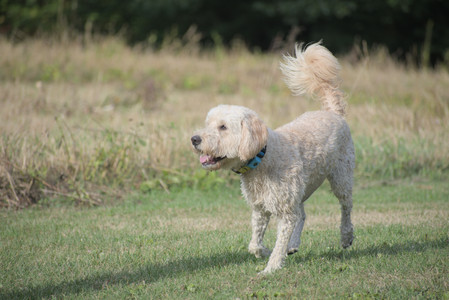 20250913_Dog Park__DSC0360_.jpg