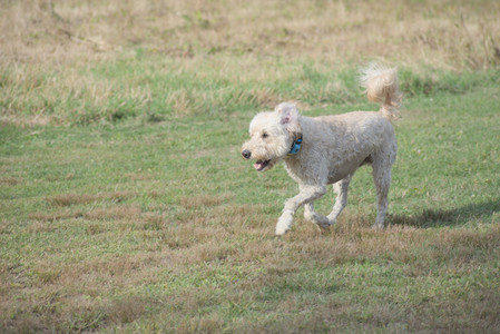 20250913_Dog Park__DSC0363_.jpg