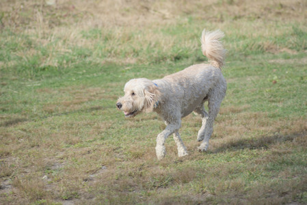 20250913_Dog Park__DSC0365_.jpg