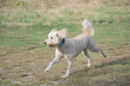 20250913_Dog Park__DSC0366_.jpg