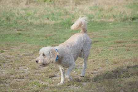 20250913_Dog Park__DSC0367_.jpg