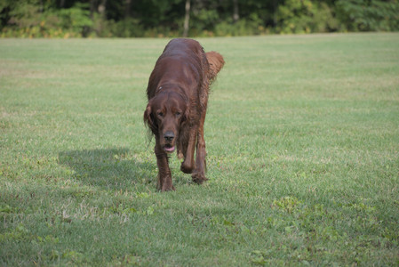20250913_Dog Park__DSC0371_.jpg