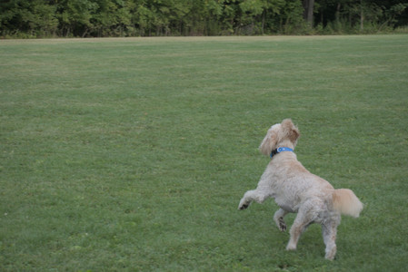 20250913_Dog Park__DSC0404_.jpg