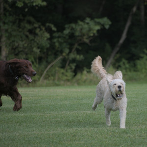 20250913_Dog Park__DSC0411_.jpg
