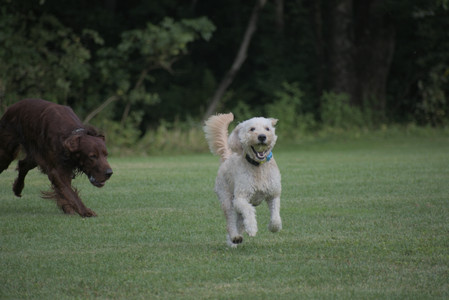 20250913_Dog Park__DSC0412_.jpg