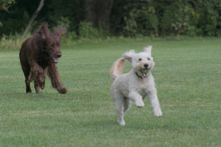 20250913_Dog Park__DSC0415_.jpg