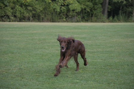 20250913_Dog Park__DSC0420_.jpg