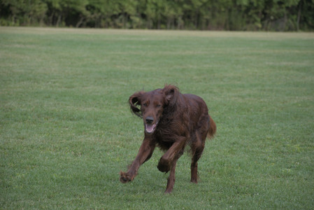20250913_Dog Park__DSC0422_.jpg