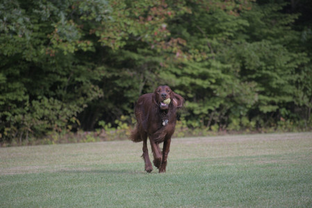 20250913_Dog Park__DSC0445_.jpg