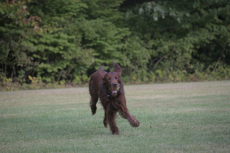 20250913_Dog Park__DSC0449_.jpg