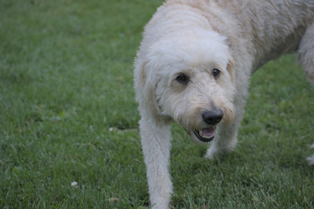 20250913_Dog Park__DSC0462_.jpg