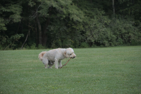 20250913_Dog Park__DSC0464_.jpg