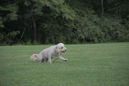 20250913_Dog Park__DSC0465_.jpg