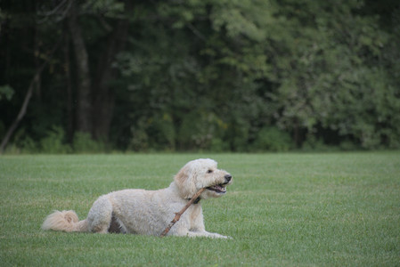 20250913_Dog Park__DSC0467_.jpg