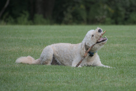 20250913_Dog Park__DSC0480_.jpg