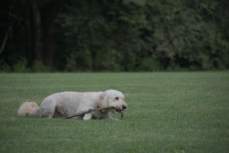 20250913_Dog Park__DSC0488_.jpg