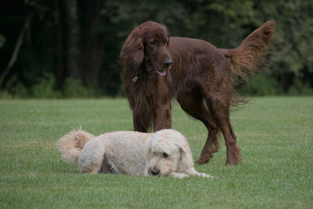 20250913_Dog Park__DSC0491_.jpg