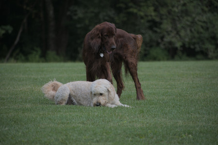20250913_Dog Park__DSC0492_.jpg