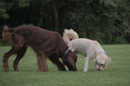 20250913_Dog Park__DSC0496_.jpg