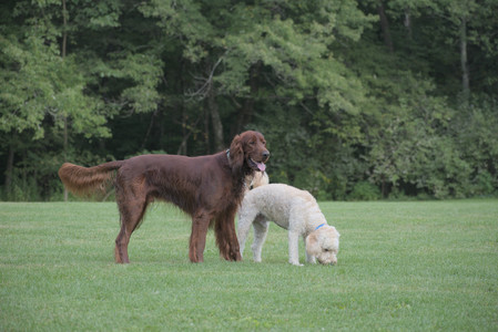 20250913_Dog Park__DSC0498_.jpg