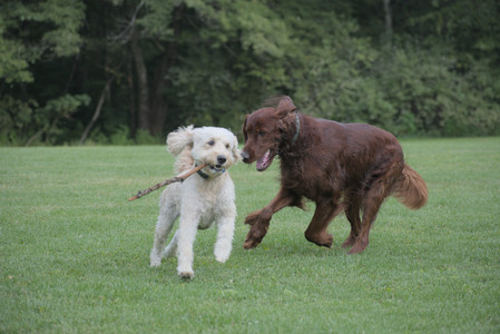 20250913_Dog Park__DSC0506_.jpg