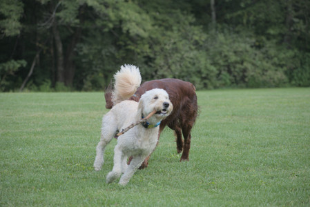 20250913_Dog Park__DSC0507_.jpg